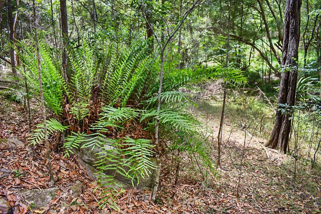 Additional image 21 of 293 Stewart Road, Coondoo QLD 4570