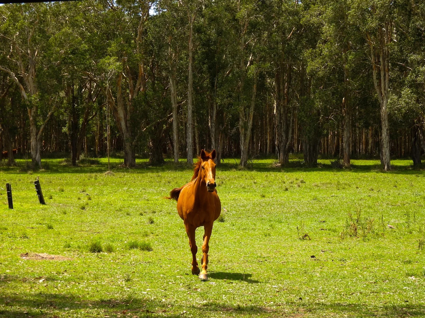 Additional image 35 of 10 Lindfield Park Road, Port Macquarie NSW 2444