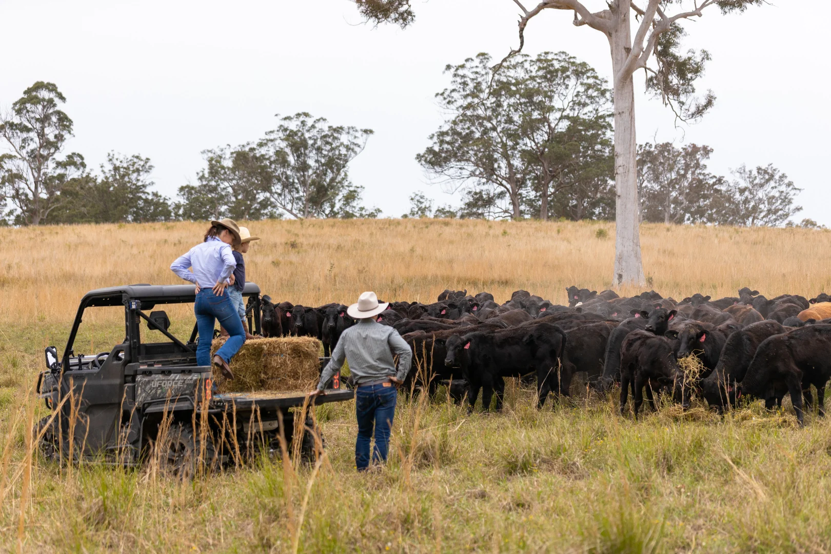 Additional image 3 of 152 Red Gully Road, Burrell Creek NSW 2429