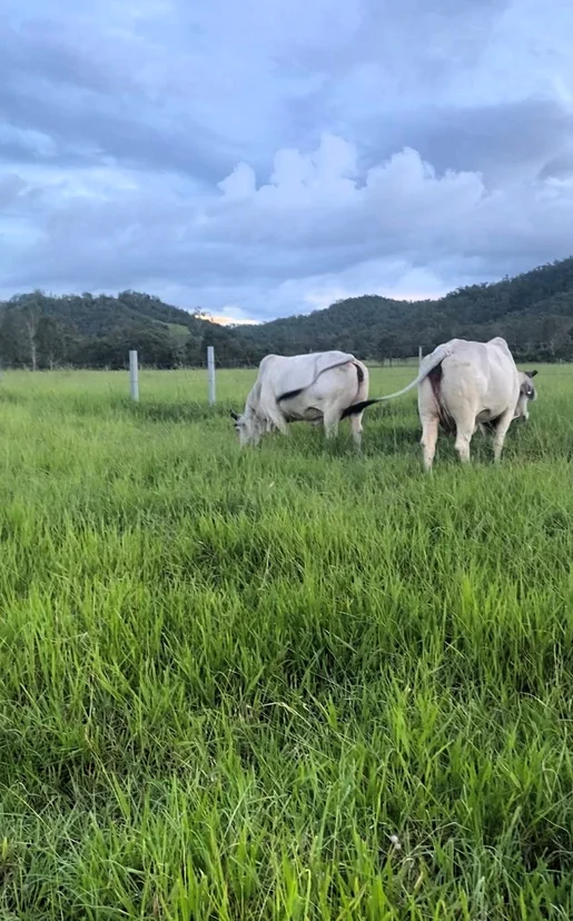 Additional image 8 of Mount Ossa QLD 4741