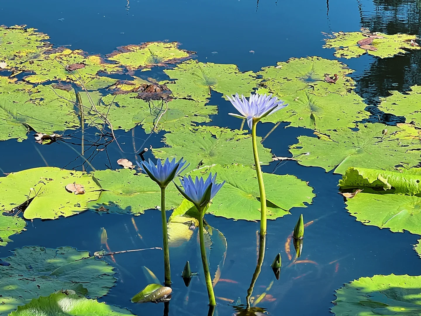 Additional image 5 of 64 Mooral Creek Road, Cedar Party NSW 2429