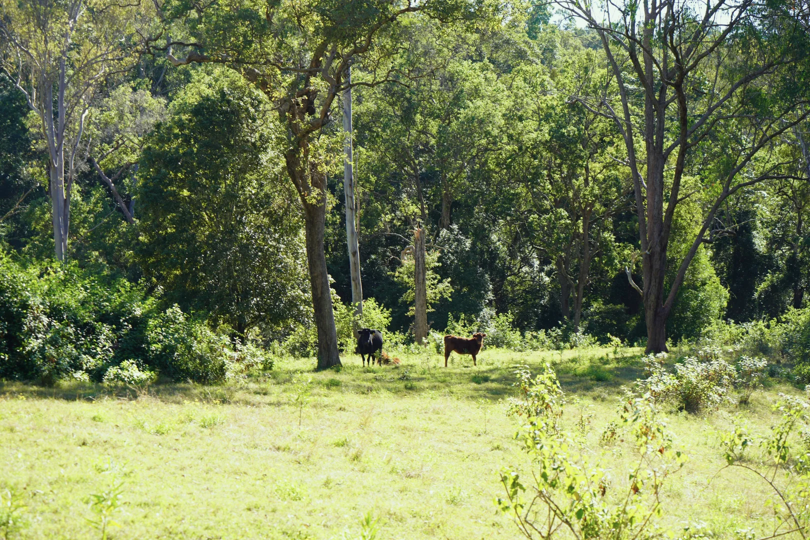 Additional image 8 of 2425 Pine Creek Rd, Lismore NSW 2480