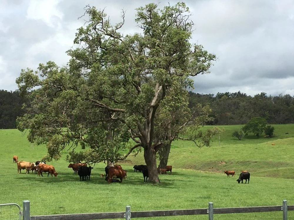 Additional image 5 of 800 Toms Gully Rd, Hickeys Creek NSW 2440