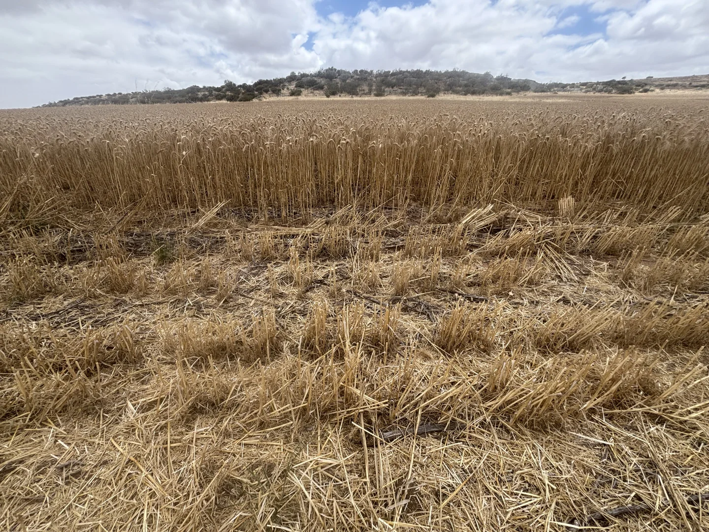 Additional image 10 of Lot 65 Forrester Road, Mount Erin WA 6532