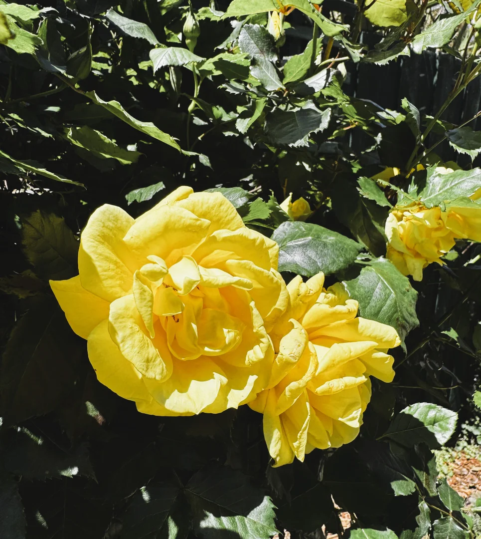 Additional image 17 of 9 Aerial Avenue, Torquay VIC 3228