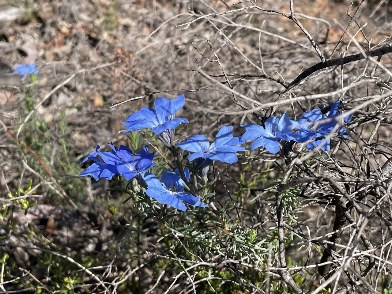 Additional image 7 of 200 Gumley Road, Bakers Hill WA 6562