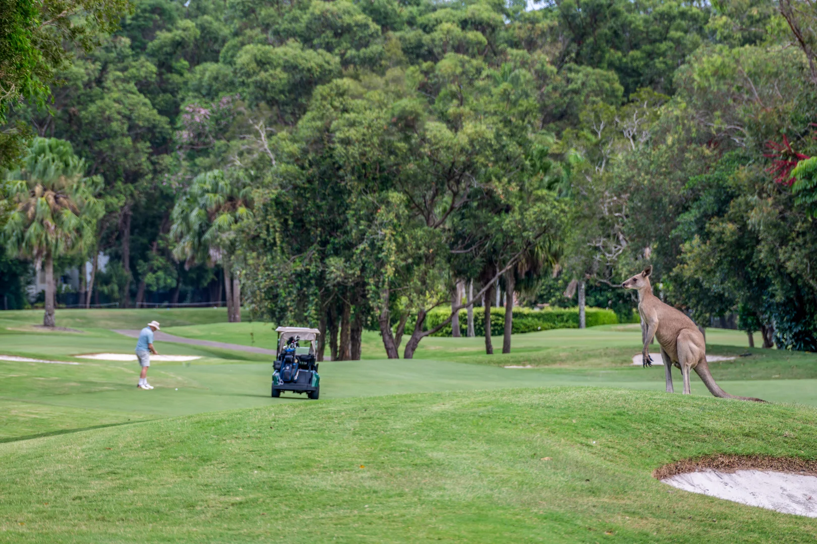 Additional image 10 of 3 Springs Cres, Noosa Heads QLD 4567