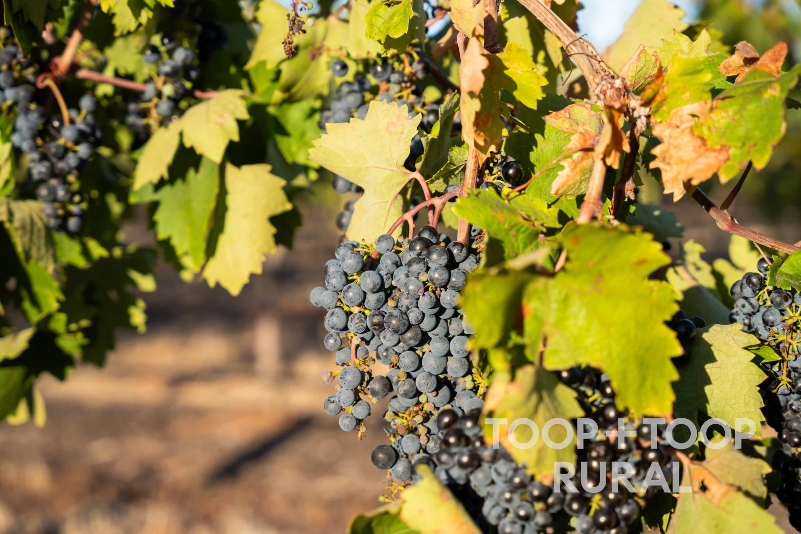 Additional image 25 of 1404 Research Road, Ebenezer SA 5355