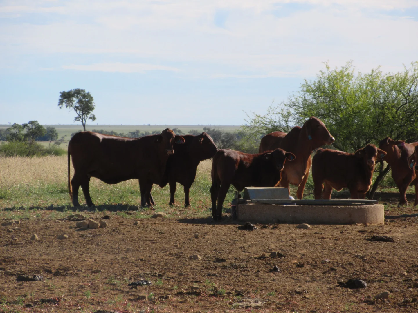 Additional image 5 of 715 Royston Lane, Longreach QLD 4730