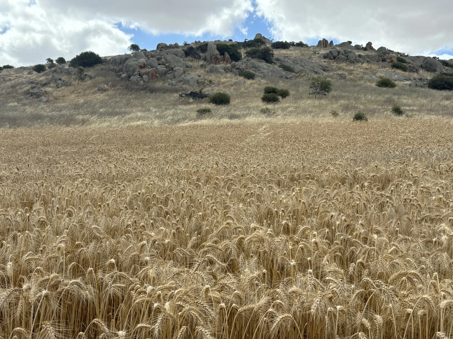 Additional image 13 of Lot 65 Forrester Road, Mount Erin WA 6532