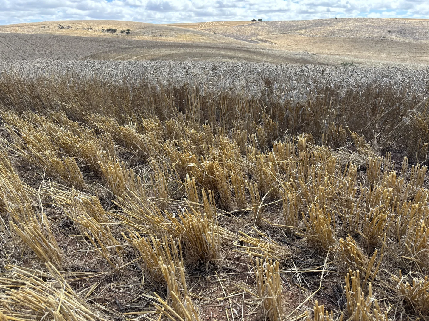 Additional image 19 of Lot 65 Forrester Road, Mount Erin WA 6532