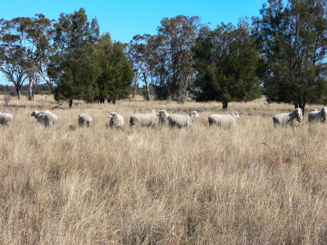 Additional image 8 of "FOREST VALE", Gurley NSW 2398