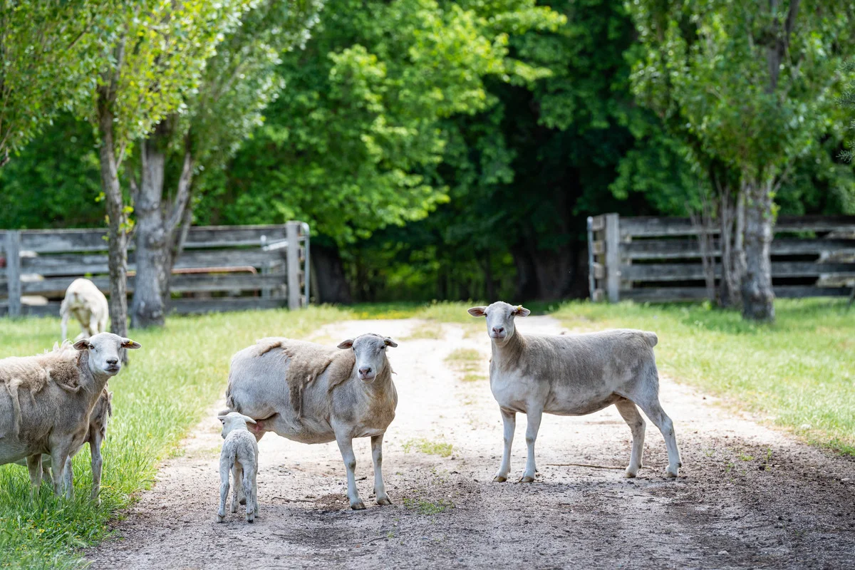 Additional image 13 of 672 Lima East Road, Lima East VIC 3673