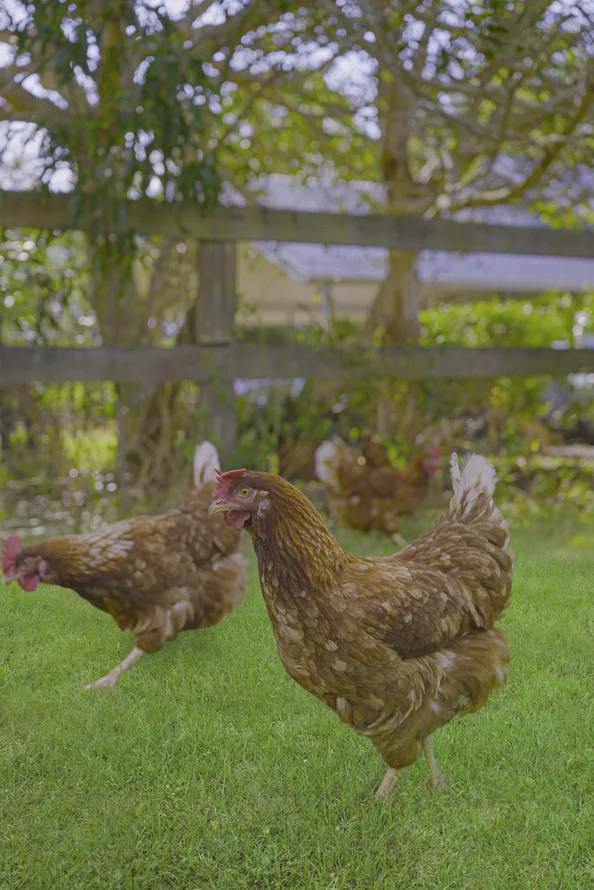 Additional image 22 of 2733 Beaudesert Nerang Road, Wonglepong QLD 4275