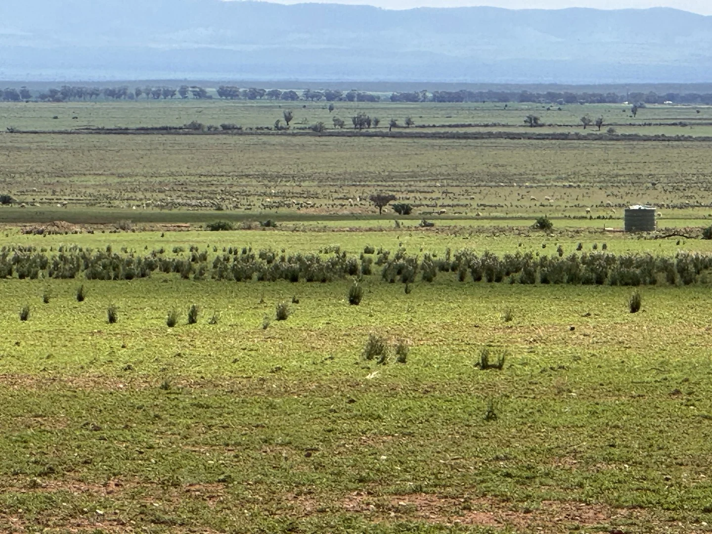 Redgum Road, Willowie SA 5431