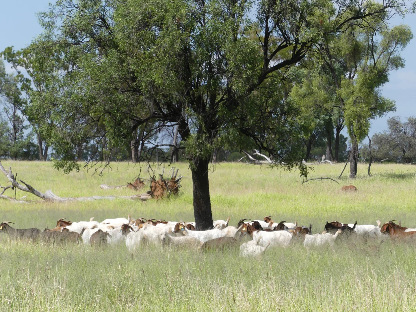 Additional image 10 of 'Gundi' 19181 Carnarvon Highway Highway, Surat QLD 4417