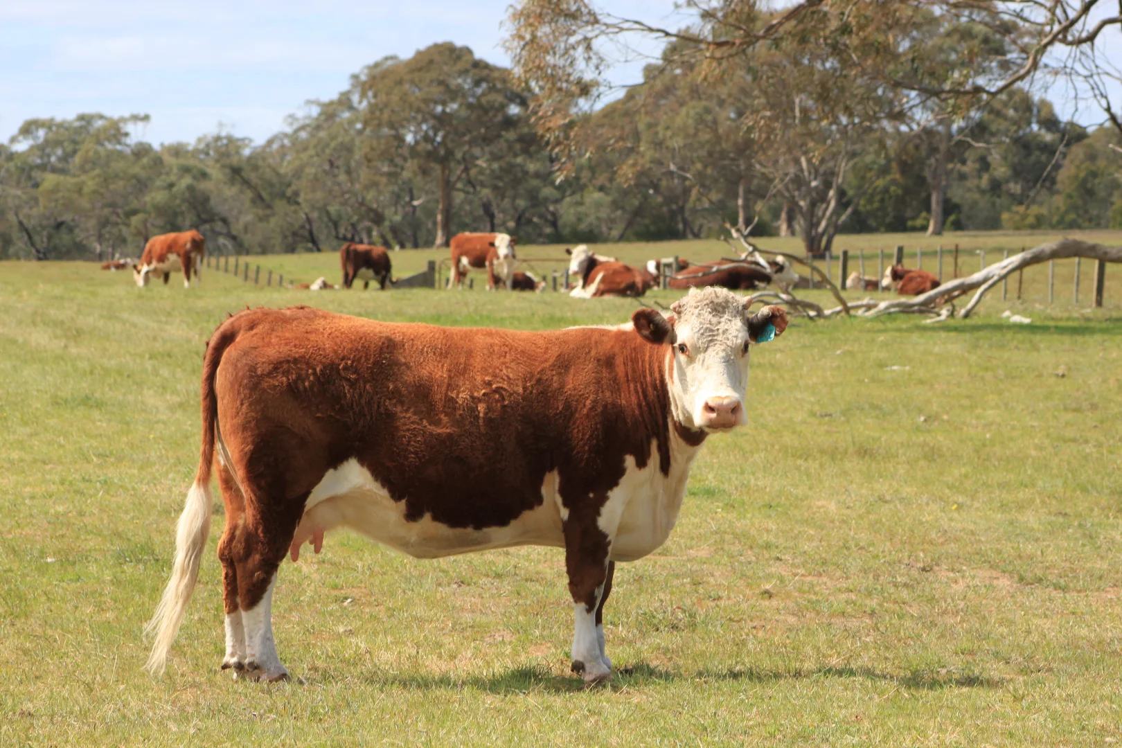 Additional image 11 of Lot/11 Casterton Apsley Road, Apsley VIC 3319