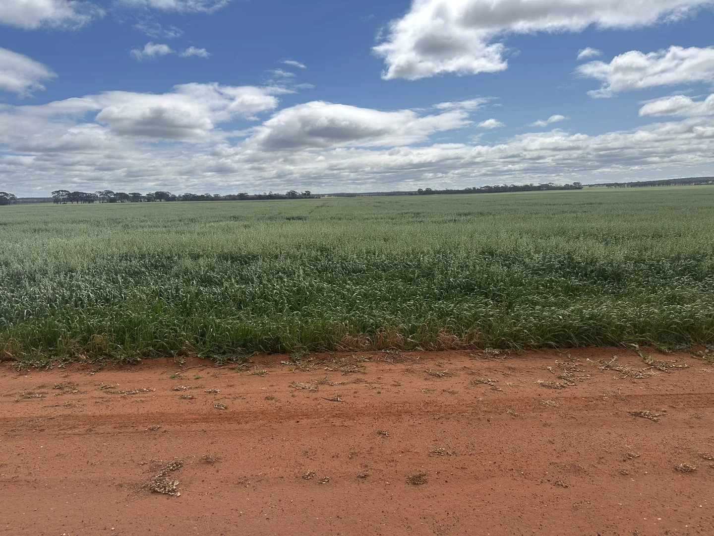 Additional image 17 of 3279 Calzoni Road, Hyden WA 6359