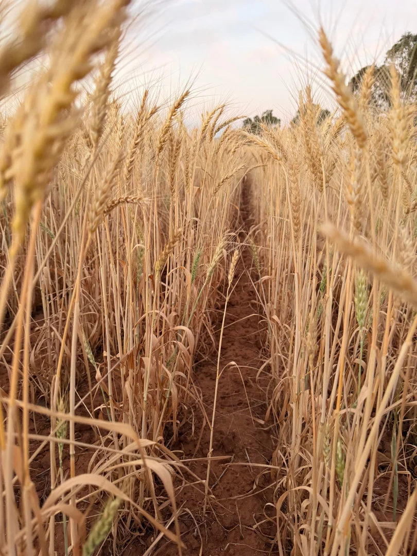 Additional image 4 of Buddabadah NSW 2825