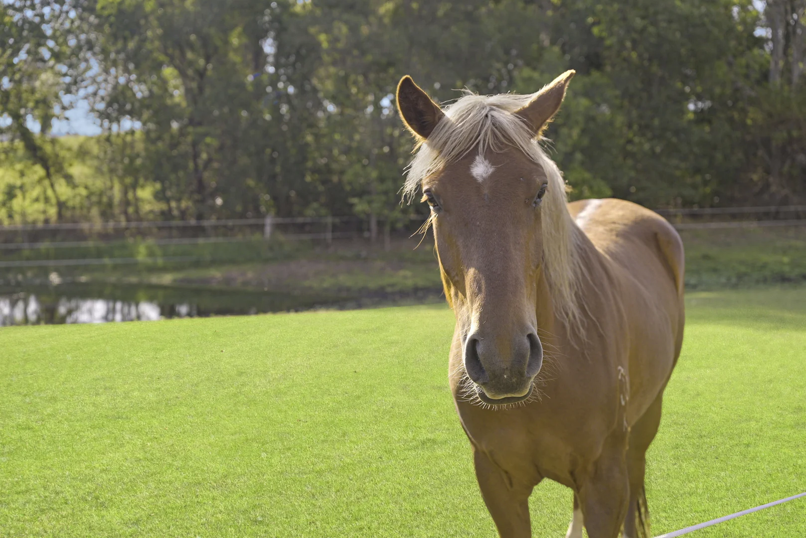 Additional image 24 of 2733 Beaudesert Nerang Road, Wonglepong QLD 4275