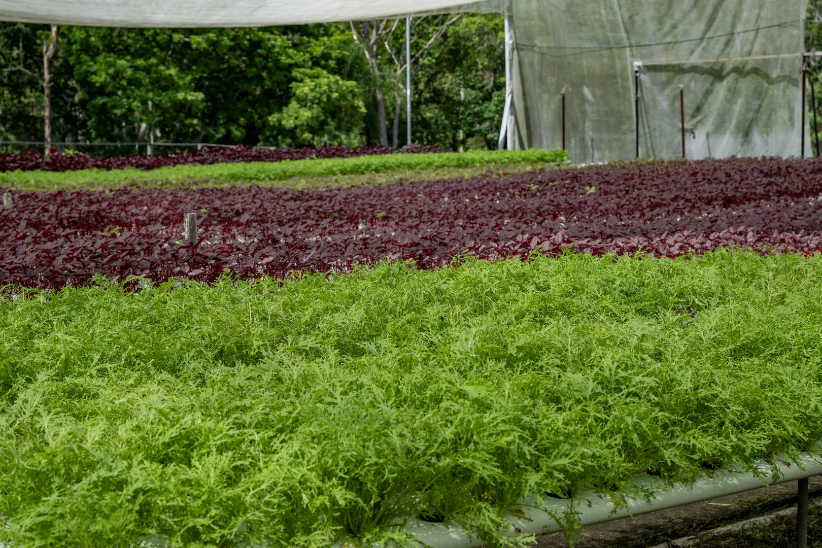 Additional image 40 of 44 Glen Nathan Court, Mount Nathan QLD 4211