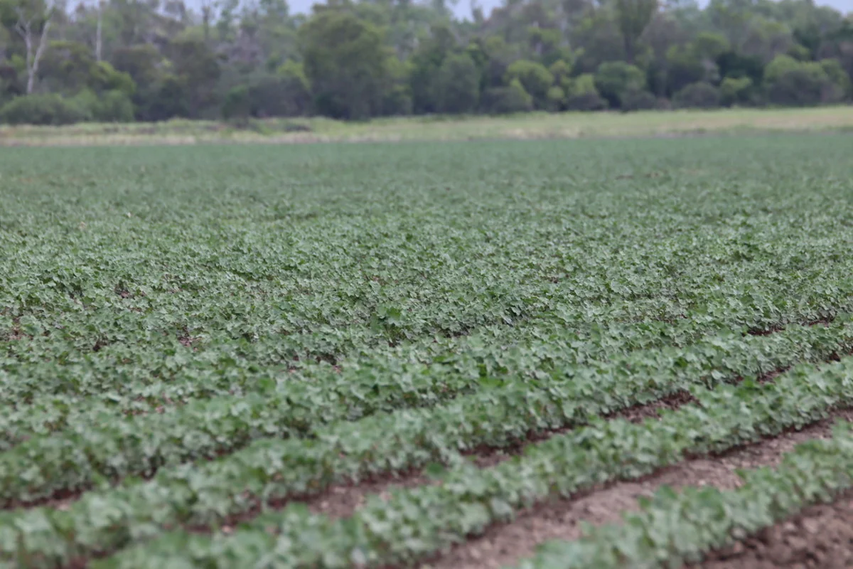 Additional image 8 of 19 - 'Kelinda'/1411 Moura-Bindaree Road, Moura QLD 4718