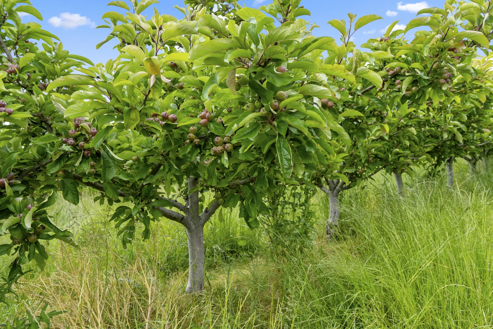 Additional image 8 of Lot  1 Flakemore Road, Franklin TAS 7113