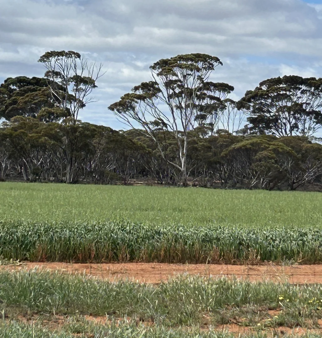 Additional image 29 of 3279 Calzoni Road, Hyden WA 6359