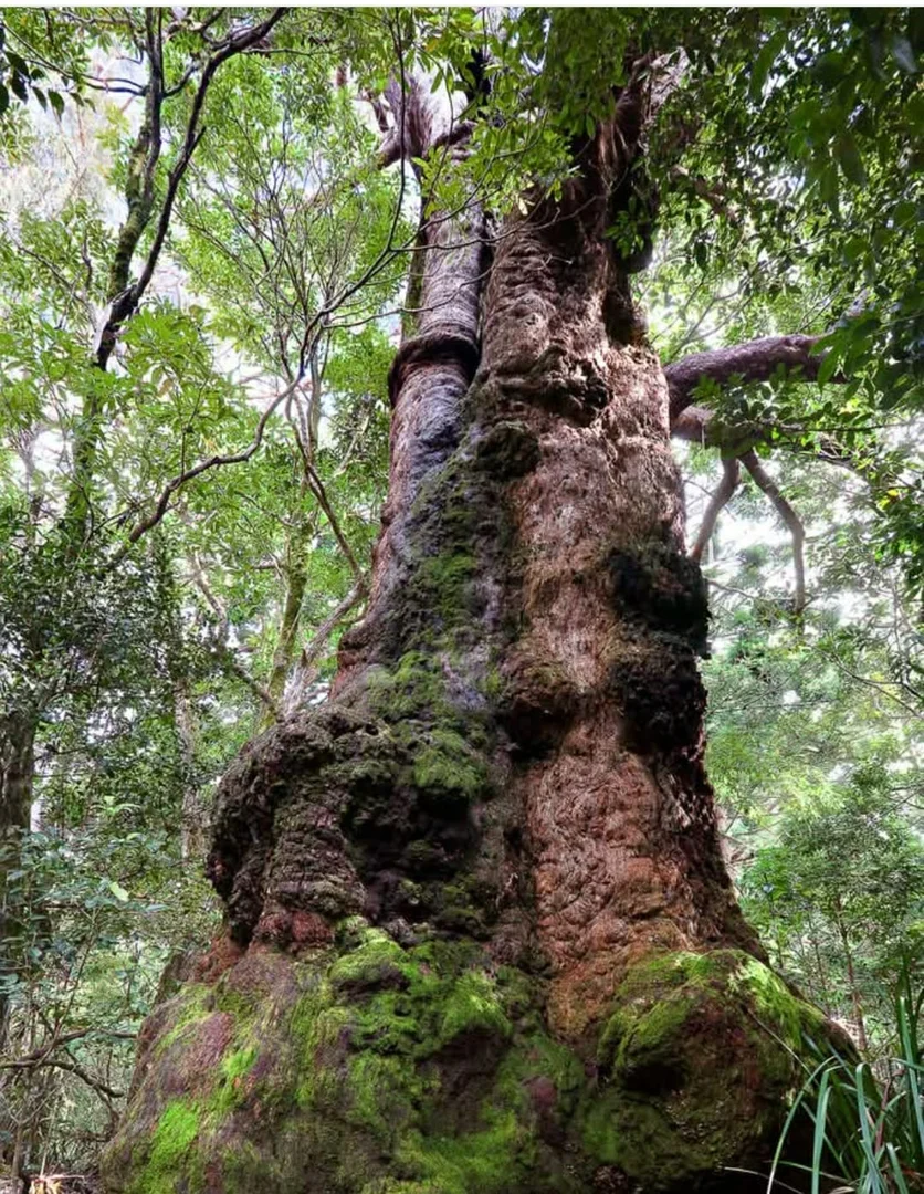 Additional image 29 of 162 Repeater Station Road, Springbrook QLD 4213