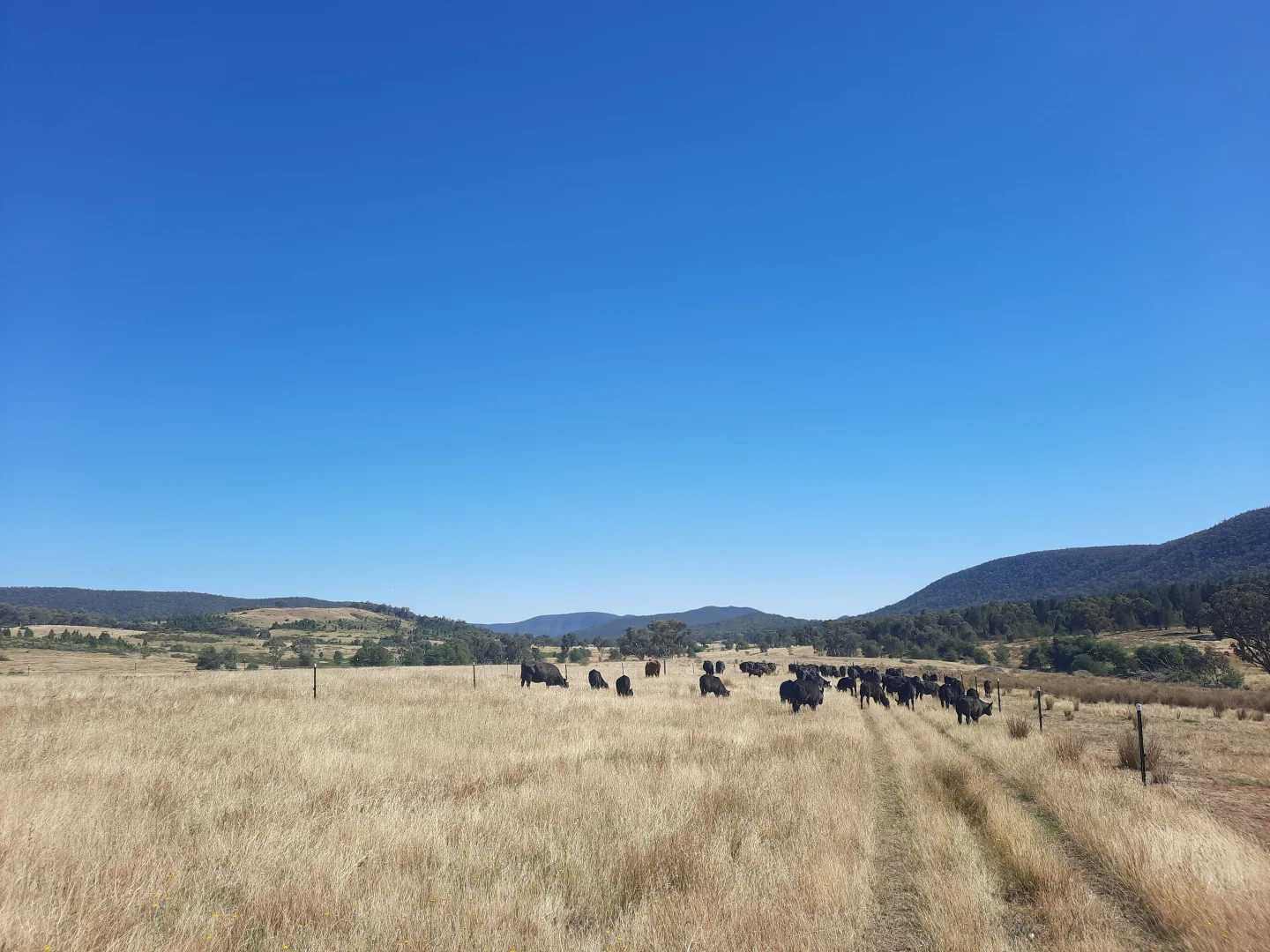 Additional image 7 of "Abercorn", 2154 Kangarooby Road, Gooloogong NSW 2805