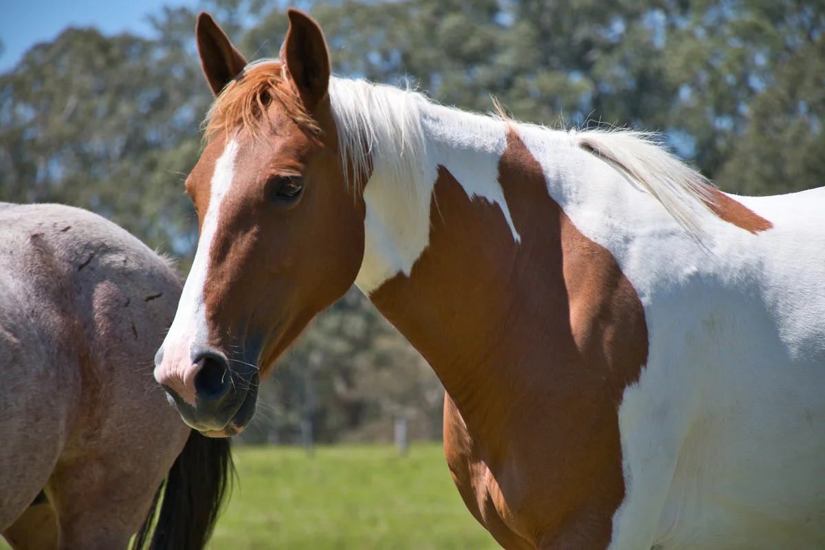 Additional image 21 of 283 Tooloom Road, Urbenville NSW 2475