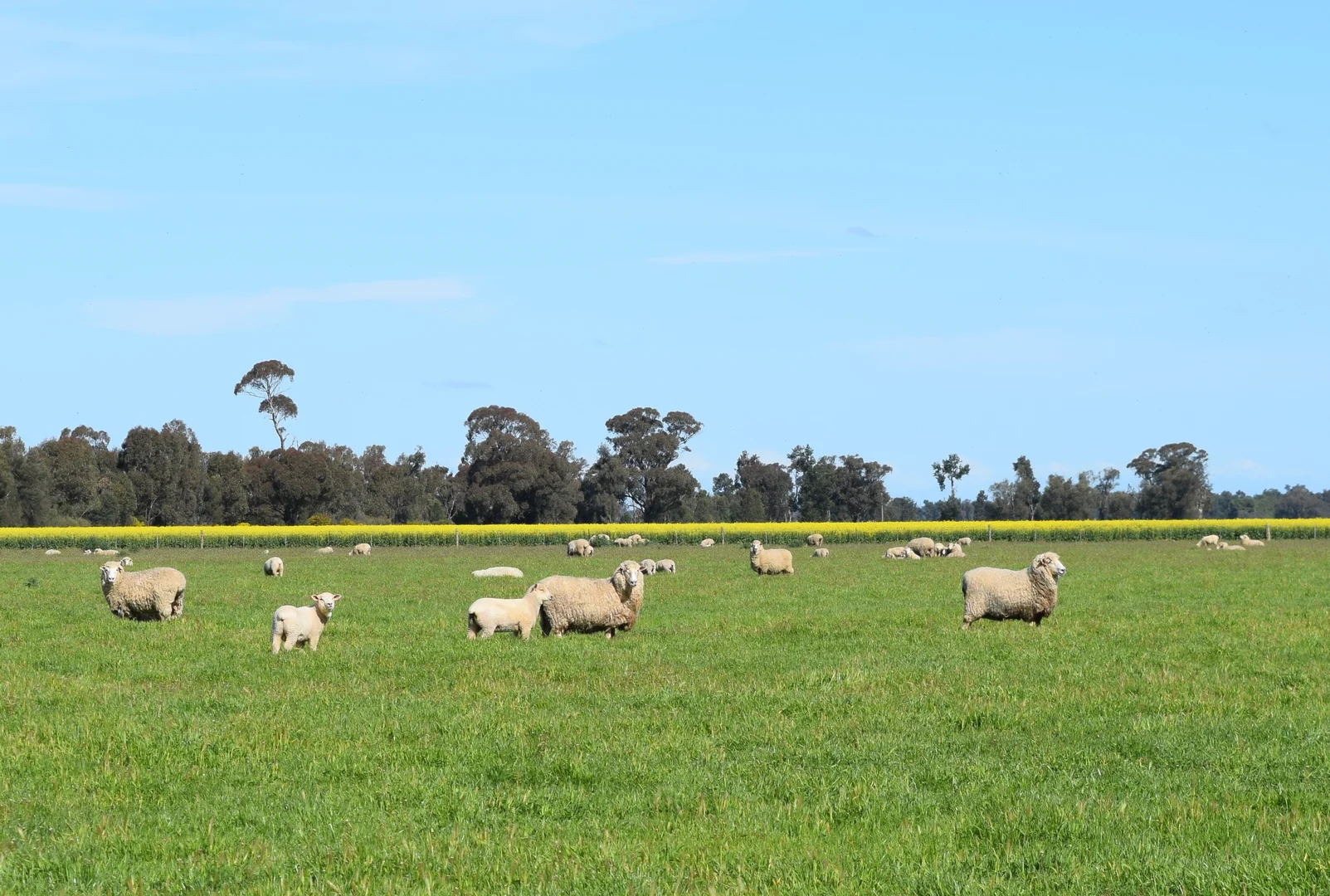 Additional image 46 of BOOROOL Mossdale Road, Balldale NSW 2646