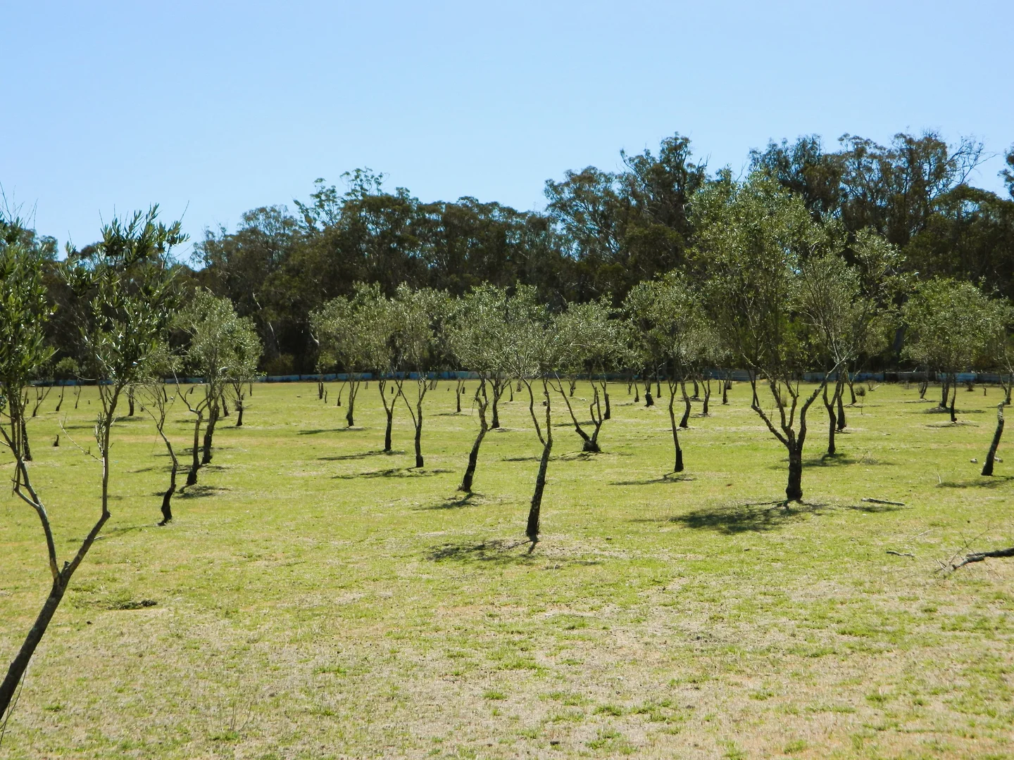 Additional image 2 of 485 Reedy Creek Road, Rylstone NSW 2849