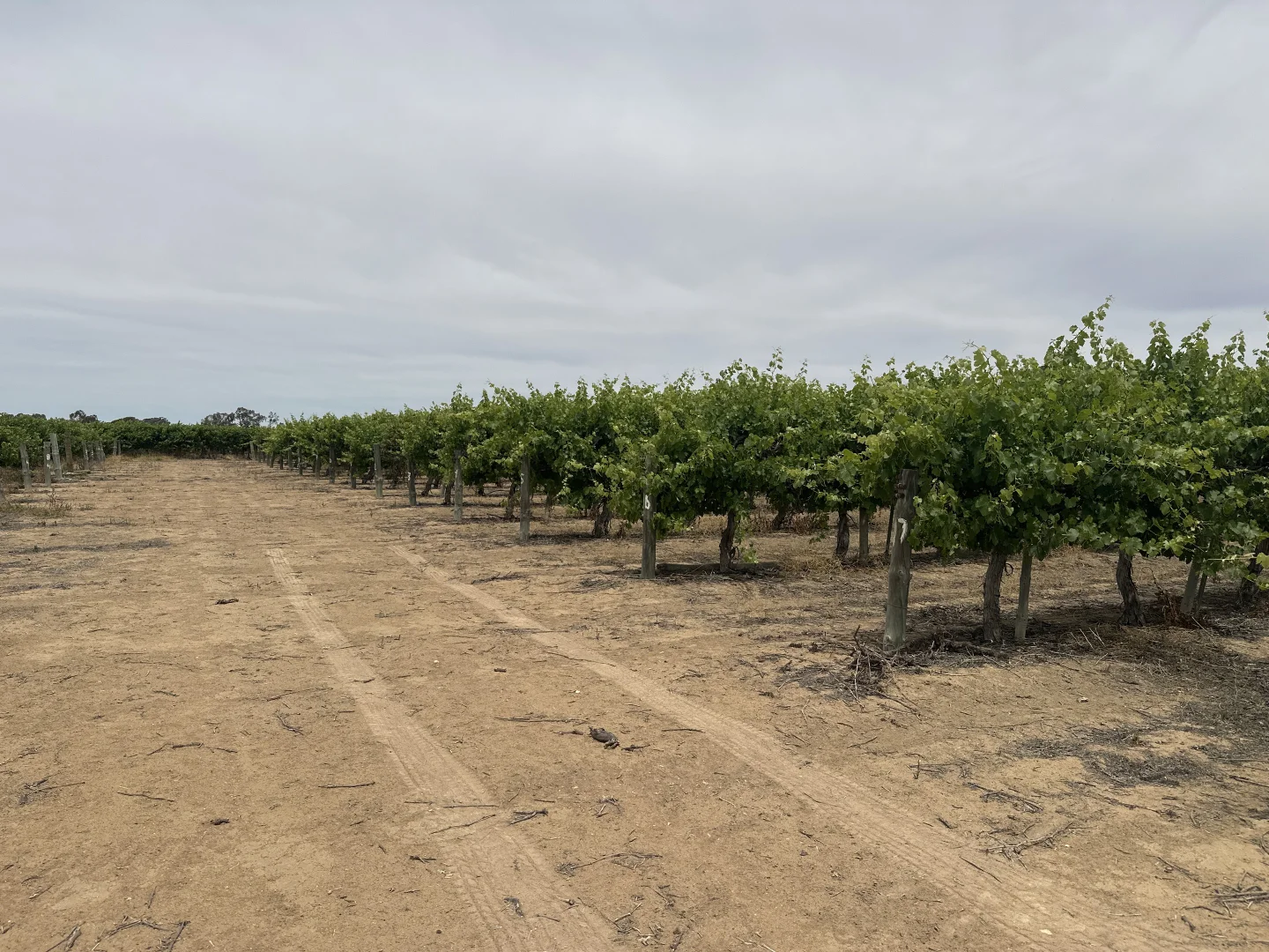 Additional image 12 of Lot 22 Brand Road, Cobdogla SA 5346