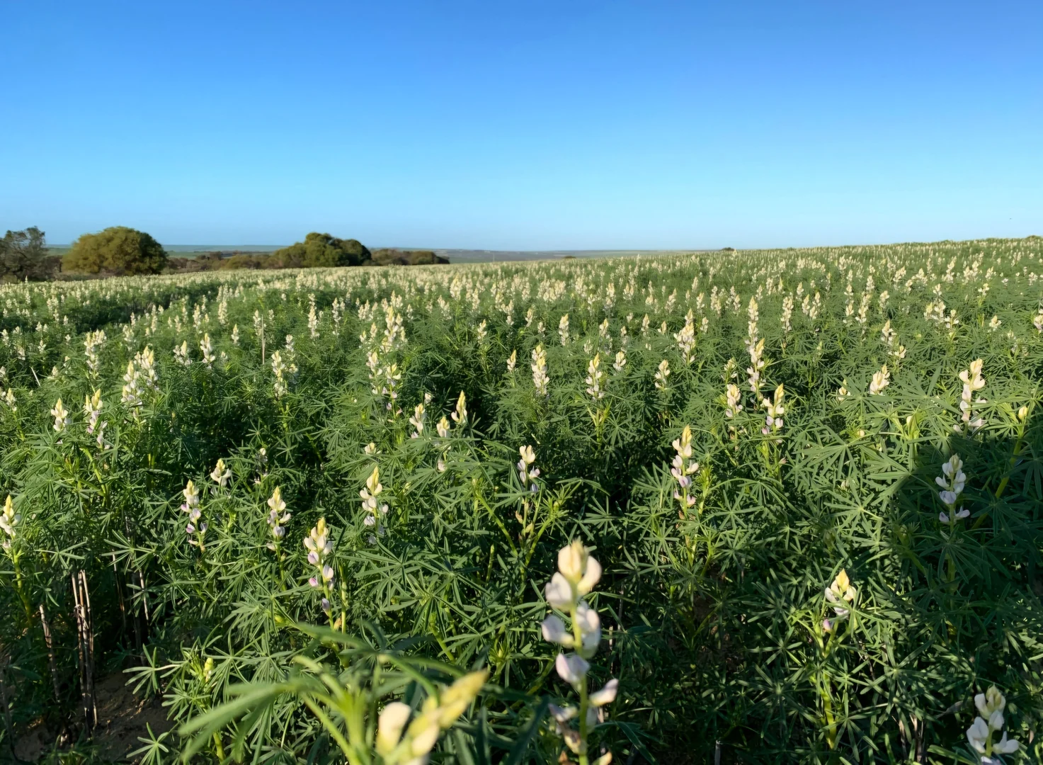 Additional image 12 of Valentine Road, Wicherina WA 6532