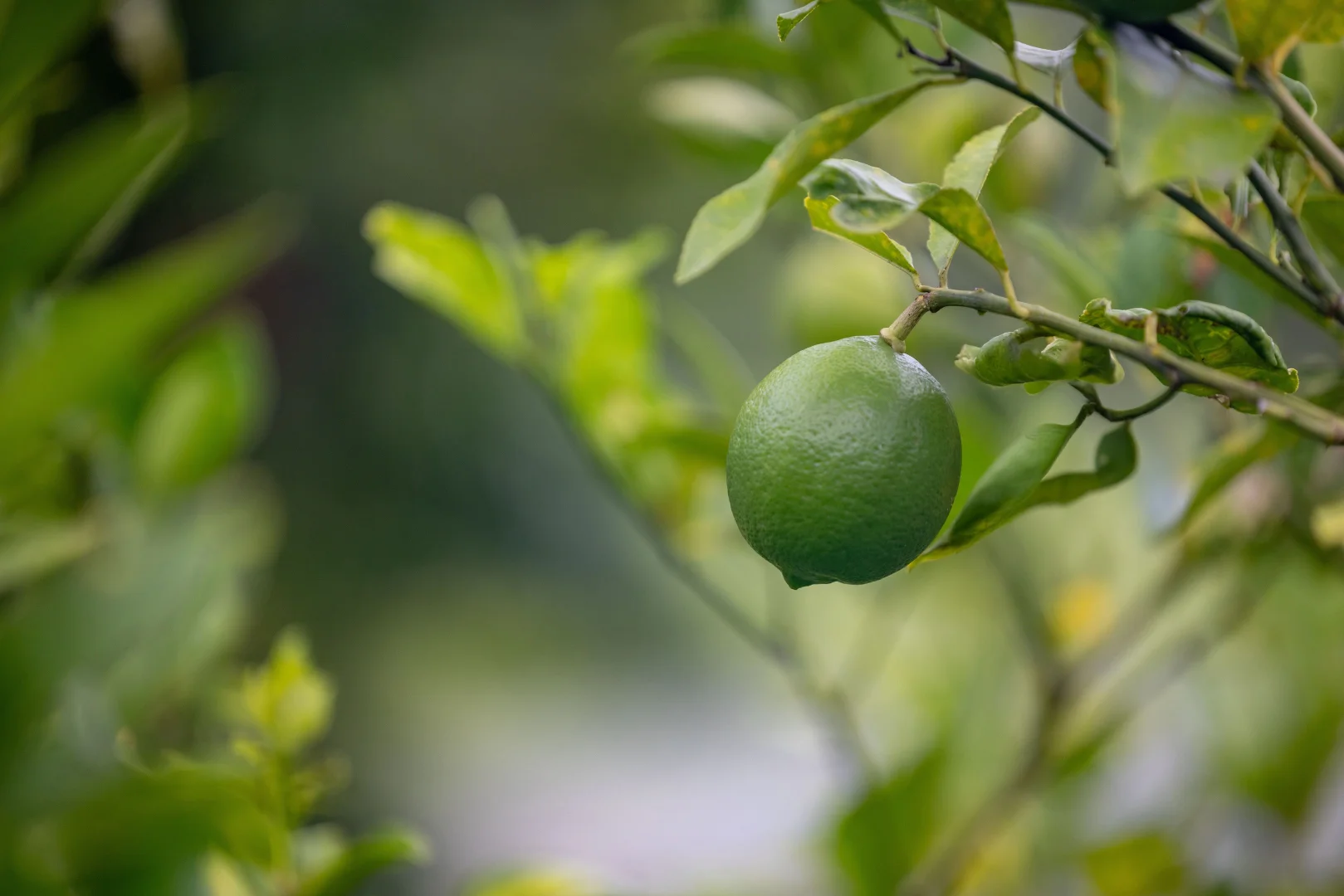 Additional image 18 of 8 Pine Tree Drive, Lake Macdonald QLD 4563