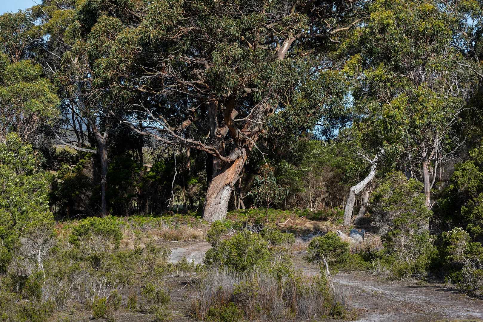 Additional image 16 of . Killiecrankie Road, Killiecrankie TAS 7255