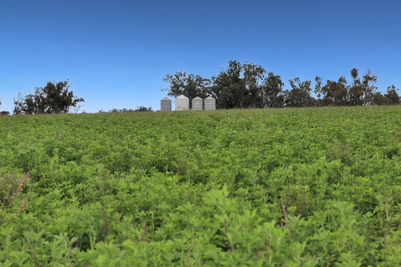 Additional image 14 of 1349 Trungley Hall Road, Temora NSW 2666