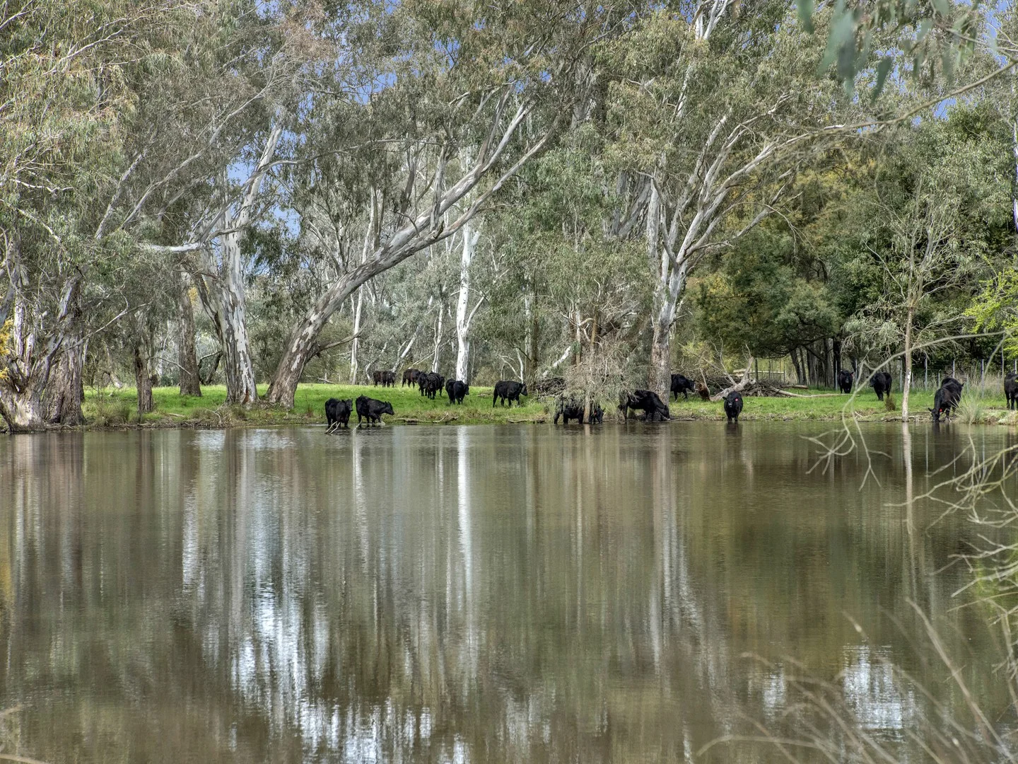 Additional image 5 of 146 Hobans Road, Alexandra VIC 3714