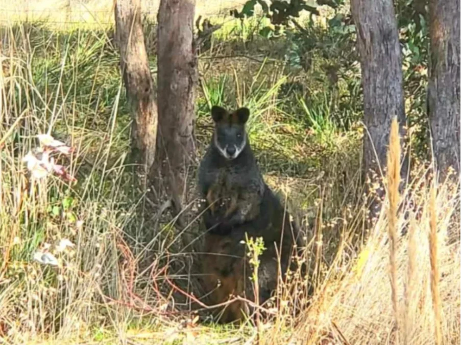 Additional image 11 of Lot 4 Wheeo Road, Crookwell NSW 2583