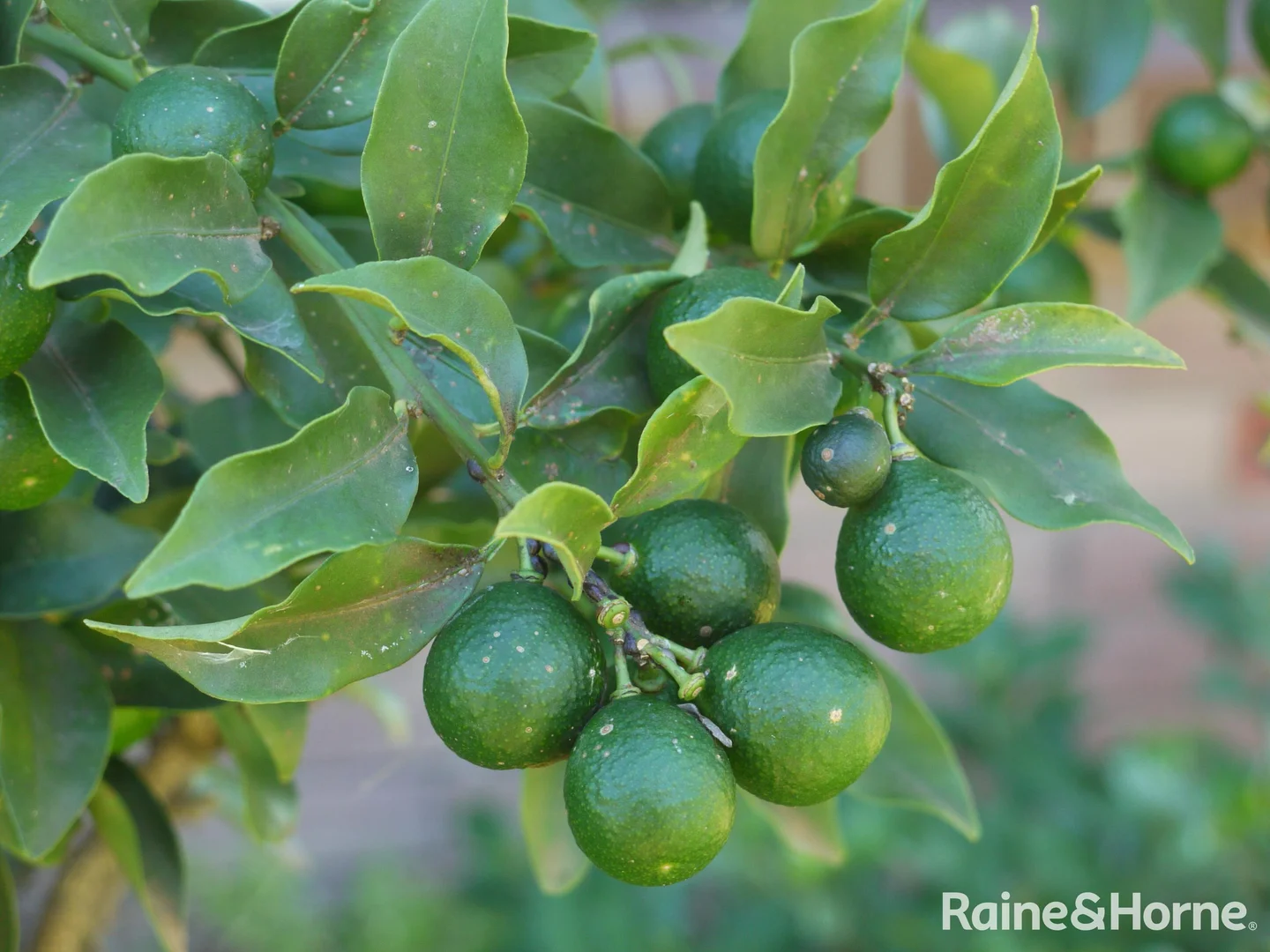 Additional image 13 of 60 Croziers Road, Jaspers Brush NSW 2535