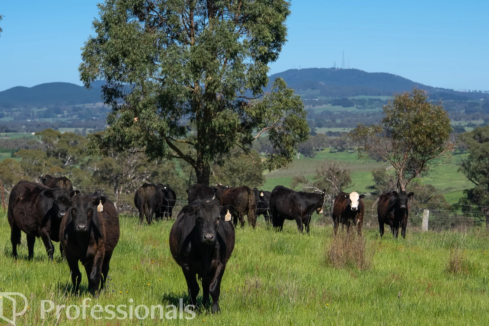 Additional image 26 of 225 Emu Swamp Road, Orange NSW 2800