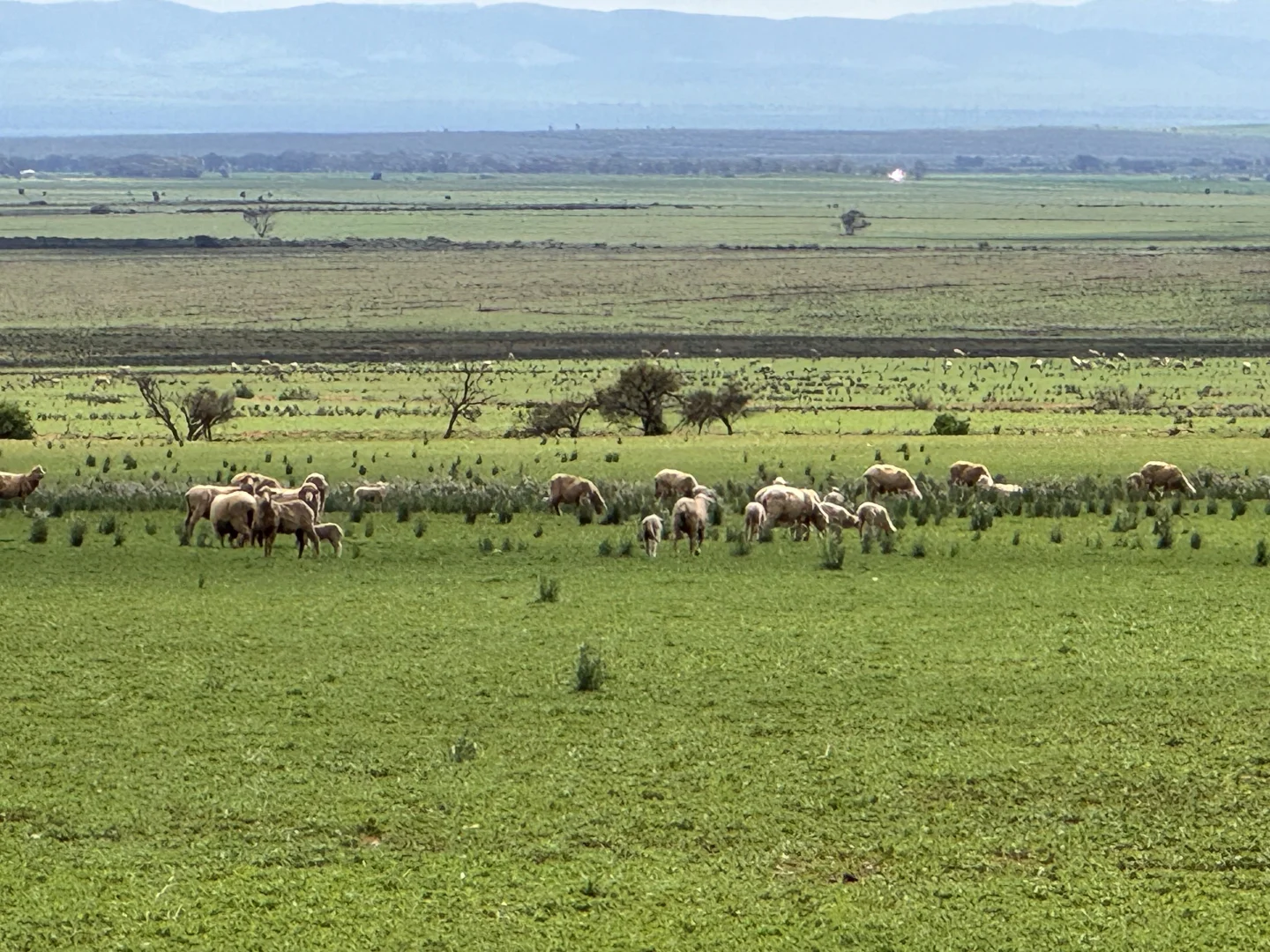 Additional image 3 of Redgum Road, Willowie SA 5431