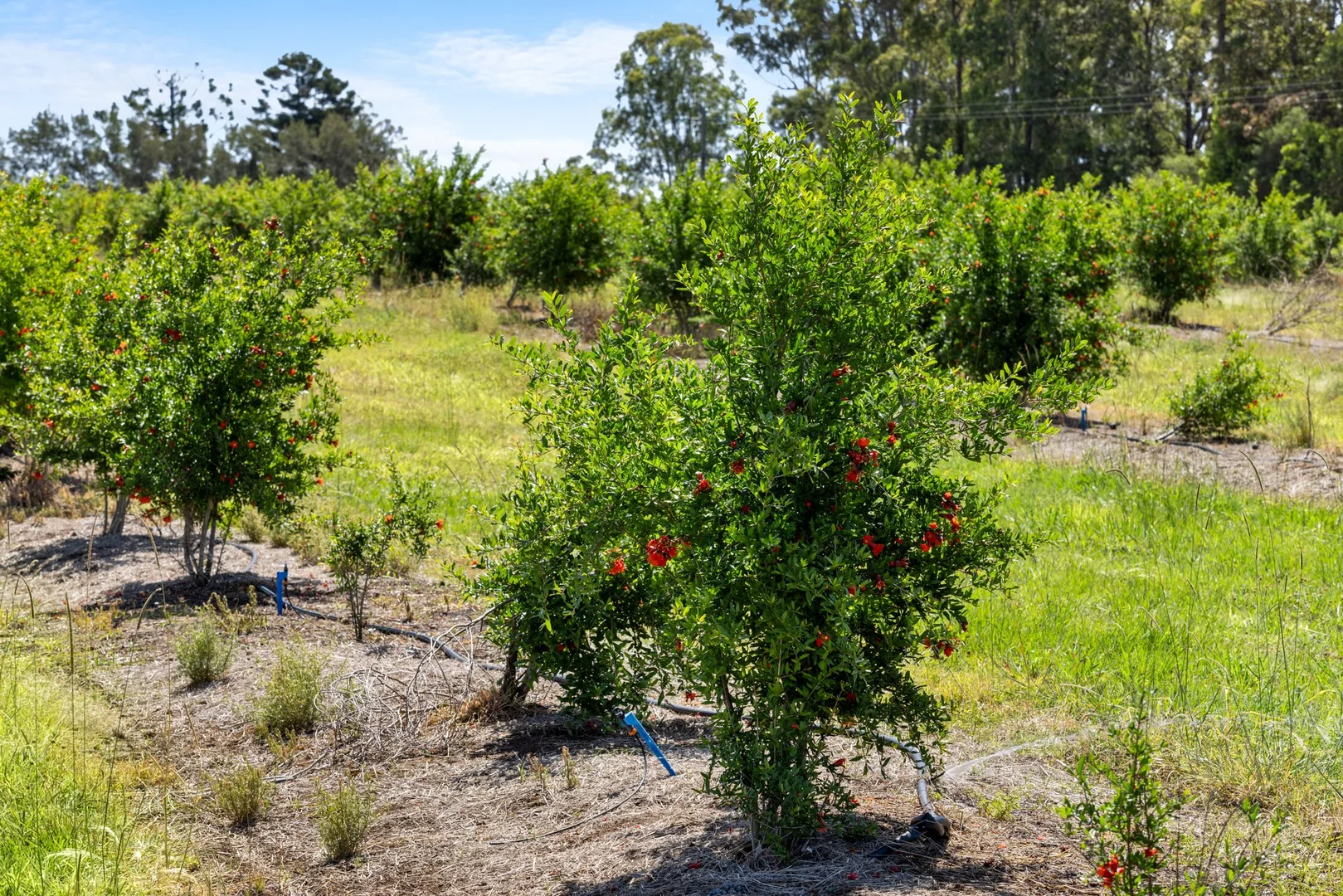 Additional image 6 of 1255 Bulmers Road, Hogarth Range NSW 2469