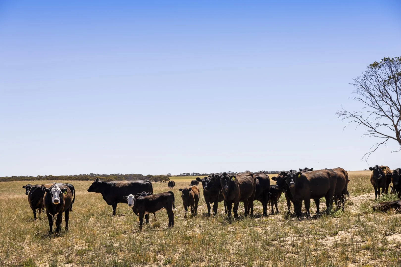 Additional image 30 of 1156 Parrakie North Road, Lameroo SA 5302