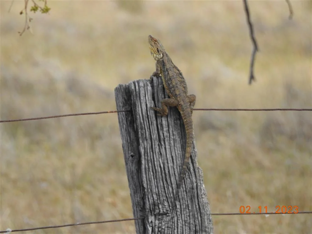 Additional image 3 of Lot 7 Wedderburn-Serpentine Rd, Glenalbyn VIC 3517