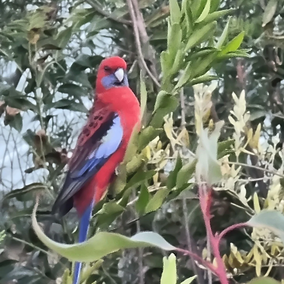 Additional image 5 of 90 Harris Street, Corryong VIC 3707