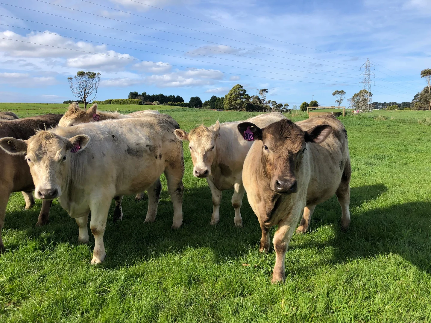Additional image 13 of Cyathea Road, Forest TAS 7330