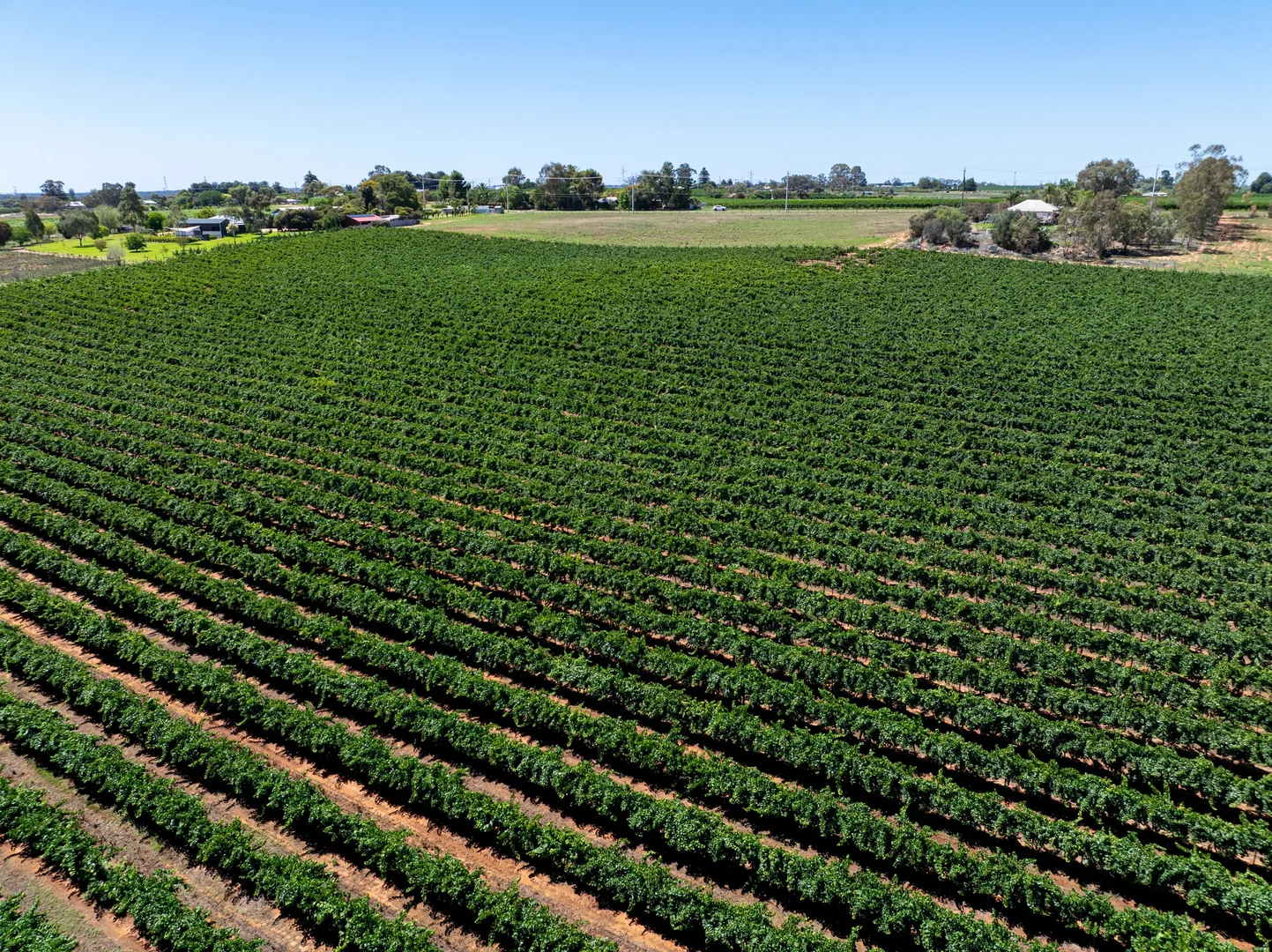 Additional image 8 of Lot 2 Buloke Street, Red Cliffs VIC 3496