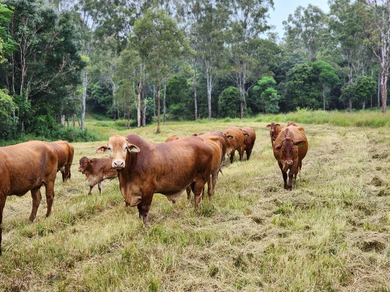 Additional image 6 of Lot 3 Kanigan Road, Kanigan QLD 4570